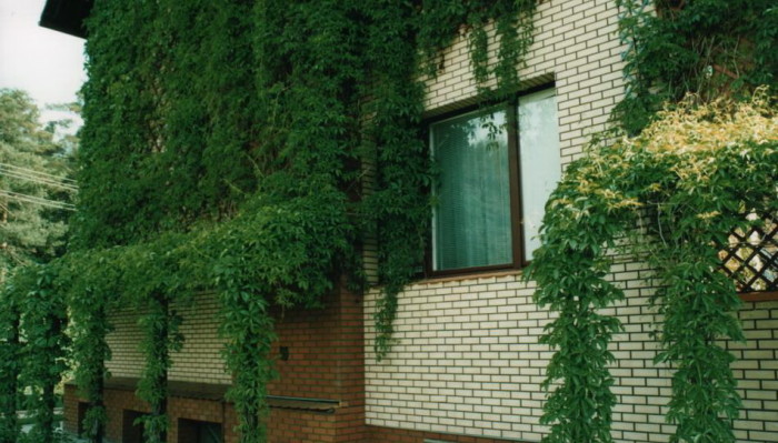 Вертикальное озеленение: как сделать?