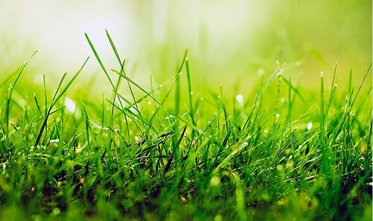 Как выбрать газон для дачи?