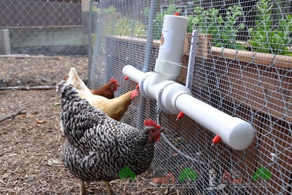 Поилки для кур своими руками